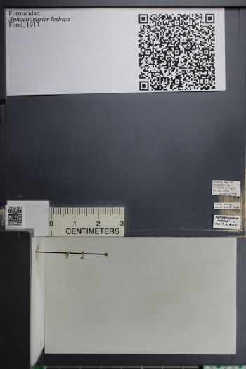 Media type: image;   Entomology 594632